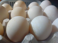 Pure Breed Silver Appleyard Hatching Eggs