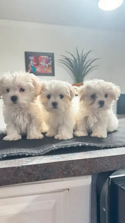 3 Chiots mini bichon maltais  , Maltese, View more