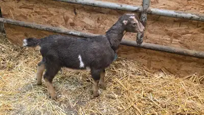 Purebred Unregistered LaMancha Bucklings, View more