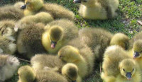 Chinese goslings