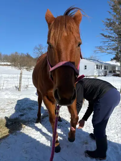 Flashy 12 yr old QH Chestnut looking for new pasture! $1800 obo. Selling as companion or broodmare....