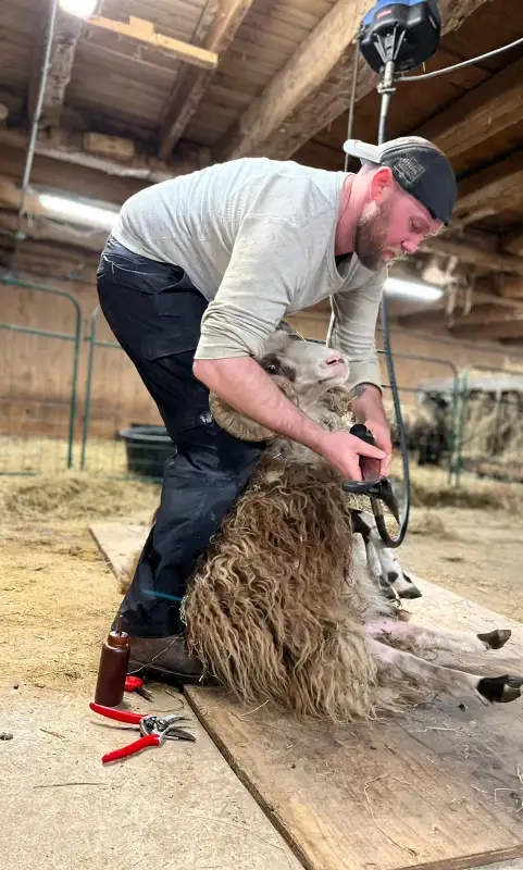 Sheep shearing alpaca and llama in Livestock in Hamilton - Image 3