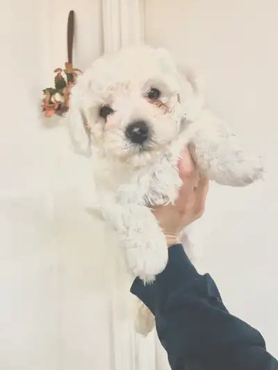 Bichon Frise Puppies, View more