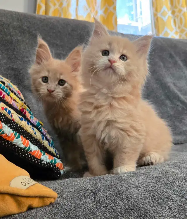 Maine Coon 2 femelles 3 mois - reayd to go in Cats & Kittens for Rehoming in Laval / North Shore - Image 7