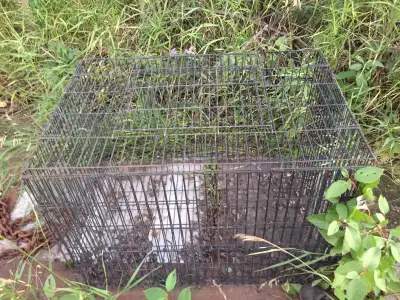 Animal Cage. Dog kennel. Rabbits?, View more