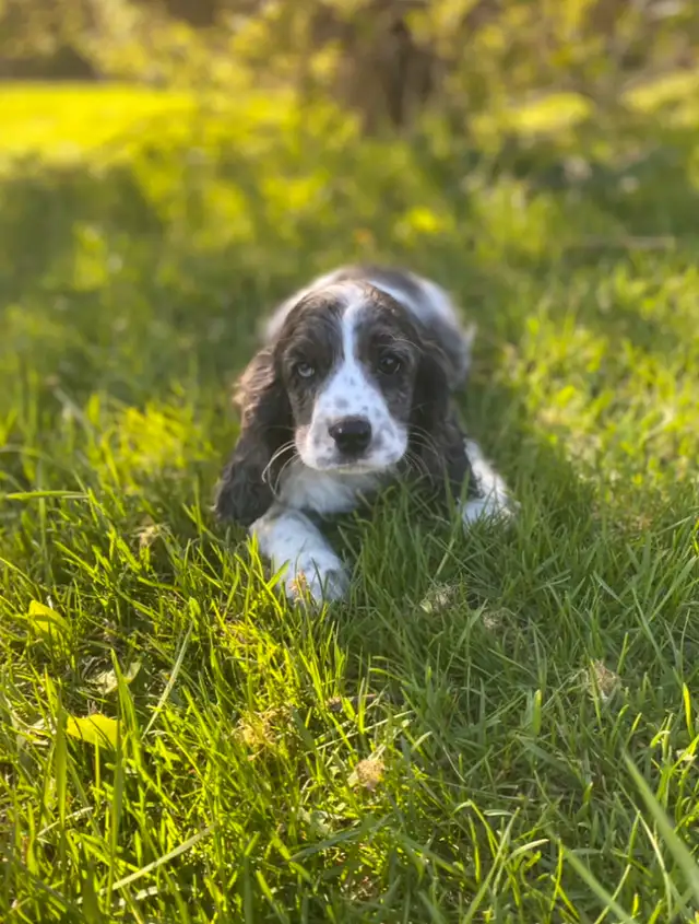 English Cocker Spaniel puppies in Dogs & Puppies for Rehoming in Oakville / Halton Region - Image 5