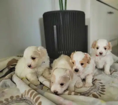 ❤️Introducing our precious Maltipoo puppies! ❤️2girls and ❤️2 boys Puppies are 4 weeks old now ❤️The...