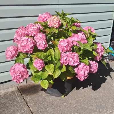 Hydrangea, View more
