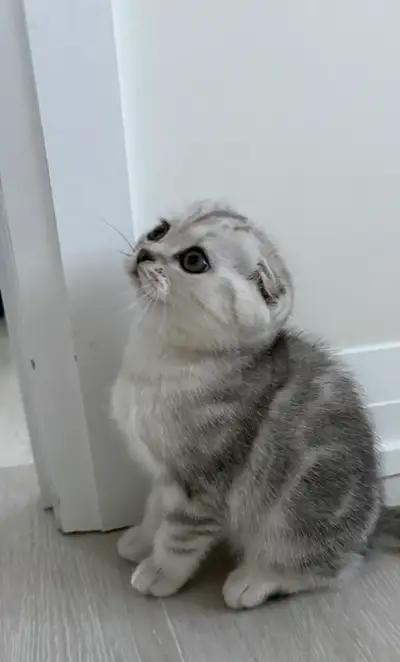 Super Sweet Scottish Fold Kittens, View more