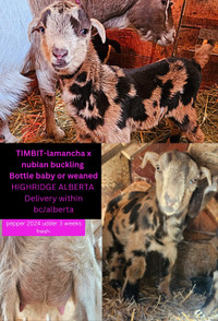 Livestock, goat, emu, doe,  buck, kids