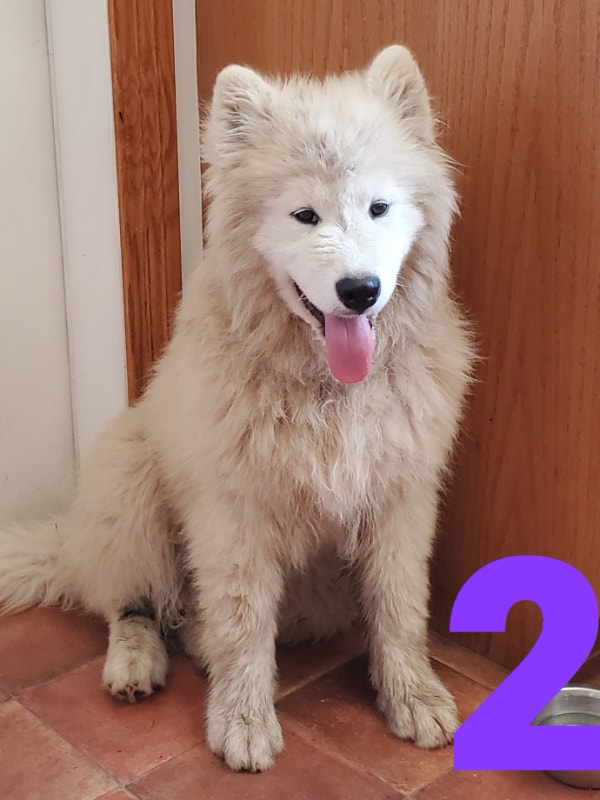 Samoyed puppies. Dogs & Puppies for Rehoming Kelowna Kijiji