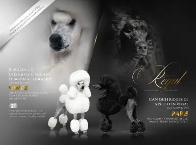 Regal Standard Poodles currently has limited reservations available for both - “Gemstone litter”(whi...