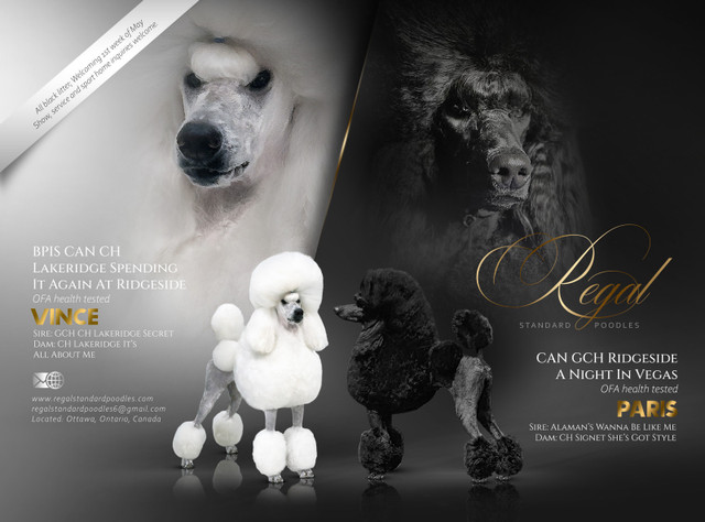 Standard poodle puppies in Dogs & Puppies for Rehoming in Ottawa