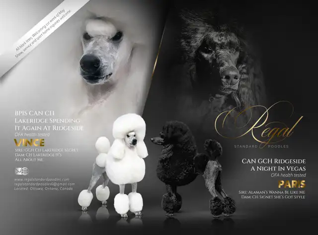 Standard poodle puppies in Dogs & Puppies for Rehoming in Ottawa - Image 2