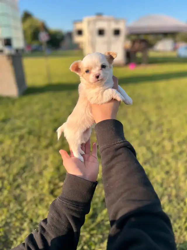 chihuahua poil long in Dogs & Puppies for Rehoming in Laurentides - Image 3