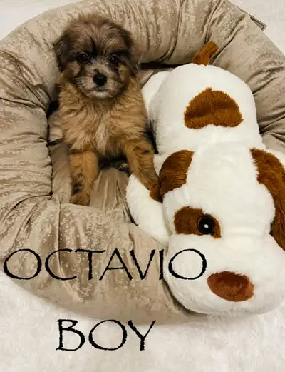Please contact me at 705-707-1134 Marian. Yulina Blue Merle Valeria Blue Merle Ramona White Blue Mer...