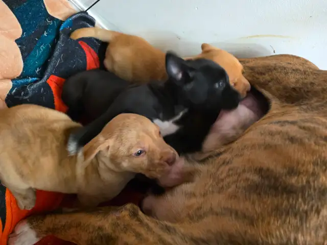 Puppies for sale! in Dogs & Puppies for Rehoming in Calgary - Image 3