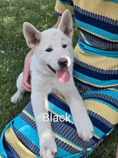RARE CREAMY AKITA PUPS!!, View more