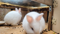 50 each - baby bunny rabbits - rabbit bunnies for sale