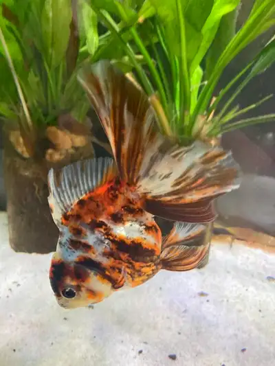 5 Inch Female Calico Oranda, View more