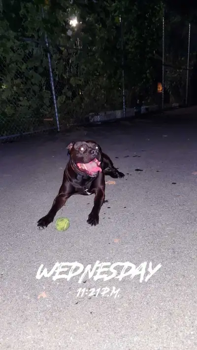 6 Puppys For Sale, View more