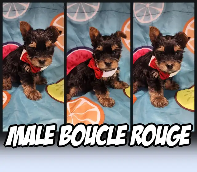 Wow 6 merveilleux yorkshires pure race 4 femelles et 2 males in Dogs & Puppies for Rehoming in City of Montréal - Image 6