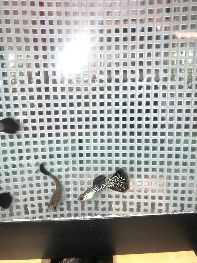 Two Trios of Black and White Guppies for Sale in Fish for Rehoming in Oshawa / Durham Region - Image 2