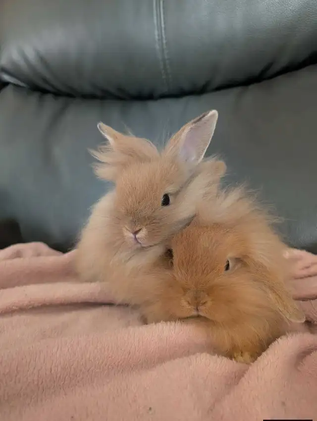 Lapins têtes de lions in Small Animals for Rehoming in Sherbrooke - Image 3