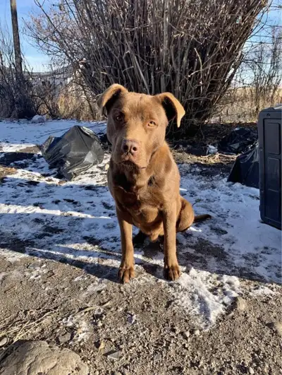 Lost Doggy  Needs to get Home!!!!! Asap!!!!, View more