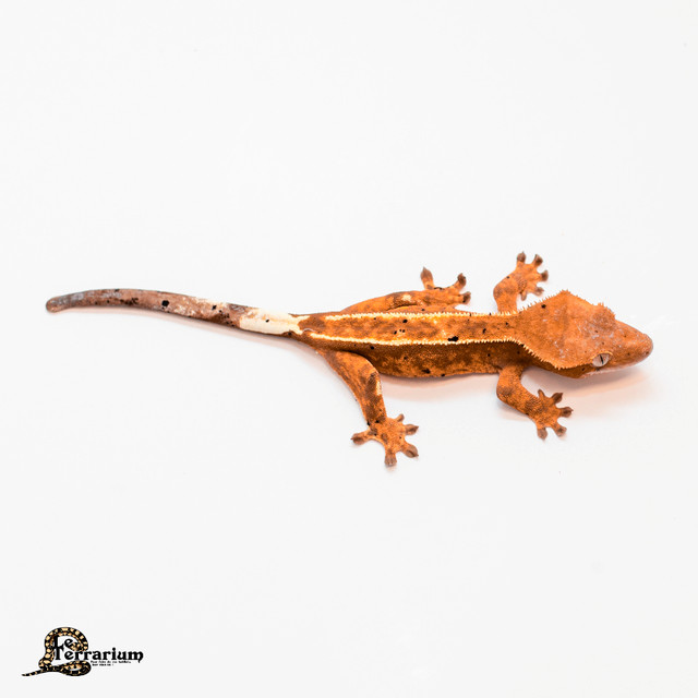 Gecko à crête - Halloween pinstripe dalmatien - Femelle dans Reptiles et amphibiens à adopter  à Ville de Québec - Image 2