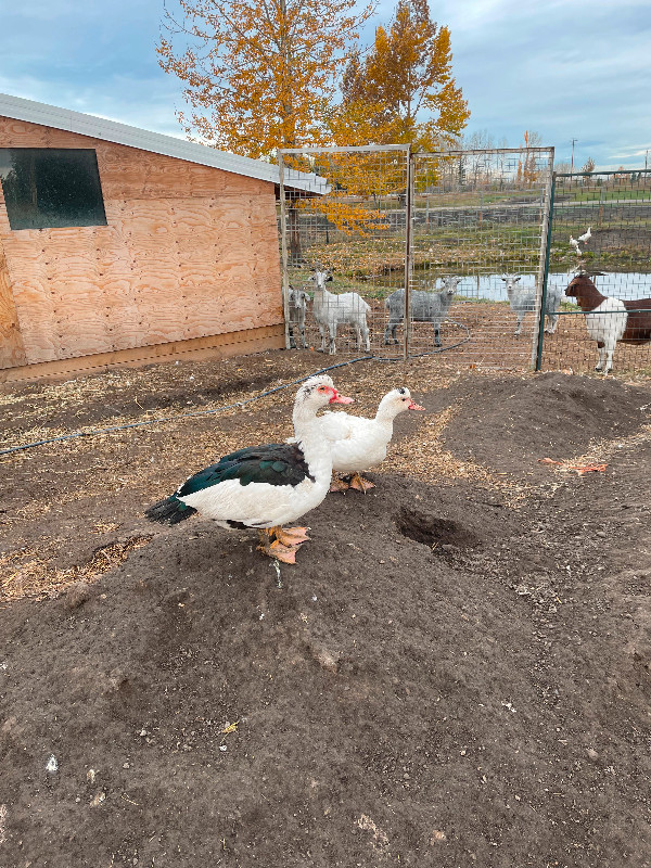 Young Muscovy ducks in Livestock in Calgary - Image 2