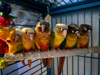 Conures parrot for rehoming