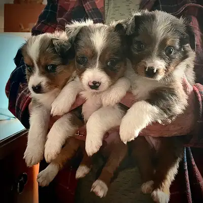 Beautiful Toy Aussies Looking for Forever Homes Meet Our Two Charming Girls ! Welcome to My Shadow T...