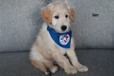 WAVENY GOLDENS - F1 Goldendoodle Puppies, View more