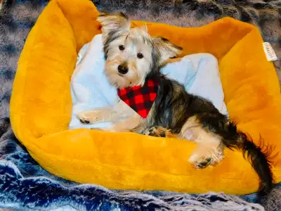 Chiots morkie et yorkie de disponible, View more