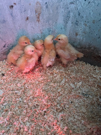 Buff Orpington chicks