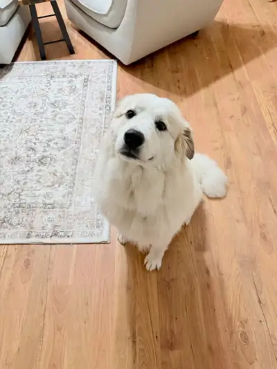 Female Great Pyrenees/Maremma Cross, View more