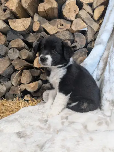 Chiot border collie, View more