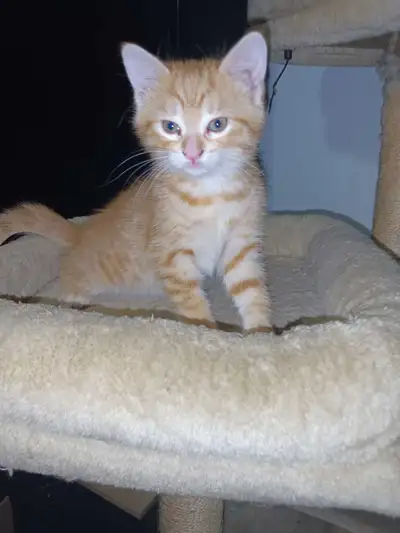 chatonne rousse de 2 mois Bengal mixte , View more