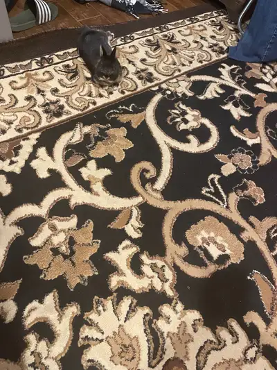 Area rug 10’ by 12’, View more