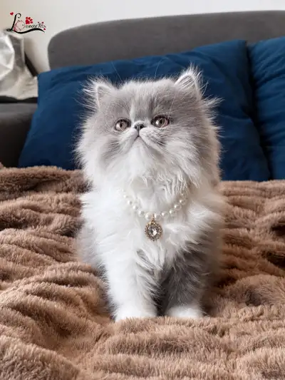 CFA Purebred Persian Kitten – Blue & White Bicolor Female, View more