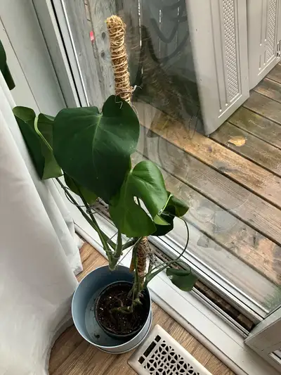 Monstera plant , View more