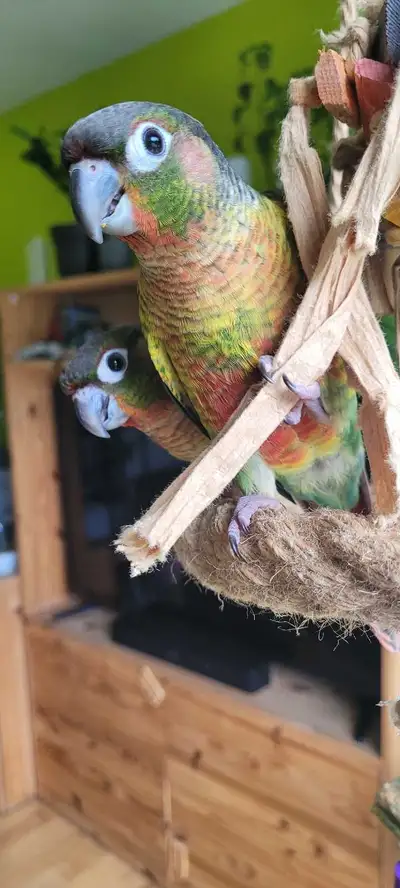 Bébé conure Yelloside, View more