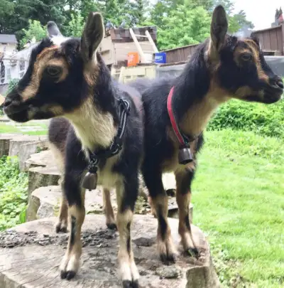 BABY GOATS BIRTHDAY PARTY RENTAL GTA, View more