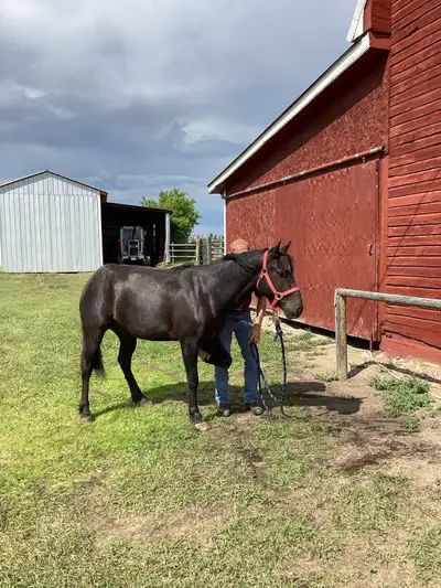 Horse 3 year old Gelding for Sale, View more