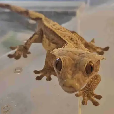 Male Crested Gecko, View more