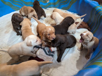 7 beautiful Labrador Retriever Pups Available