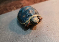 Red foot tortoise with everything 