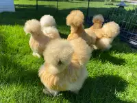 Young Silkie & Polish chicken from show quality hens & roosters 