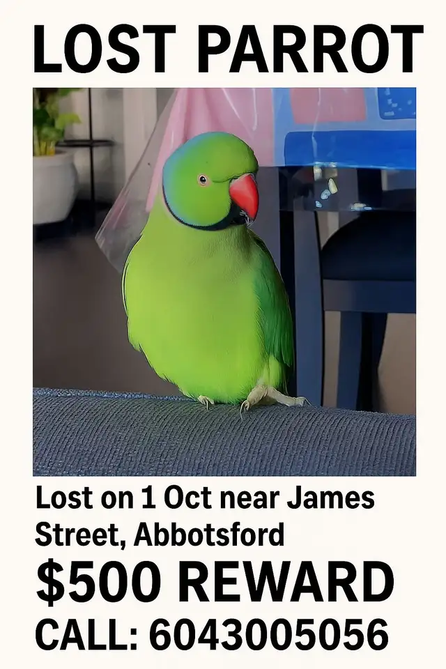 my pet parrot is missing406757016548812800